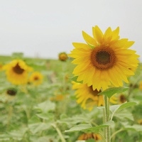 虚拟化身的头像-54资源网