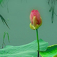 孙丽的头像-54资源网