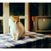 全息幻影的头像-54资源网