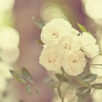 甜甜圈喵的头像-54资源网