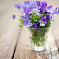 大寒松骨的头像-54资源网