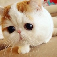 秘术学者的头像-54资源网