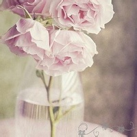 雾之舞者的头像-54资源网