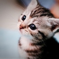 咖啡不加糖的头像-54资源网