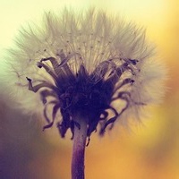 青柠薄荷水的头像-54资源网