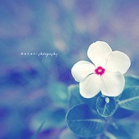 夜叉探海的头像-54资源网