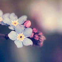 精卫填的头像-54资源网