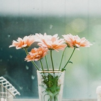 清影的头像-54资源网