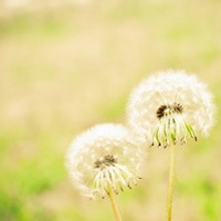 CoralCackle的头像-54资源网