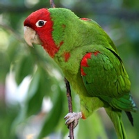 清晨鸟的头像-54资源网