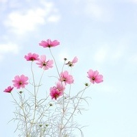 CelestialHymn的头像-54资源网