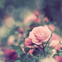 破晓狼的头像-54资源网