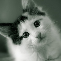 独行微光的头像-54资源网