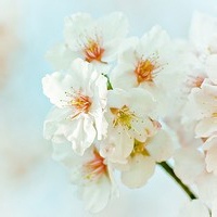 雪落心的头像-54资源网