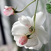 剑影重重的头像-54资源网